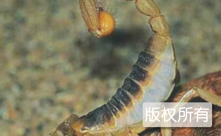 蒙阴全蝎