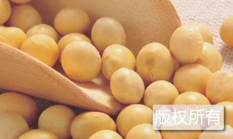 汀洲大豆