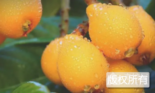 攀枝花枇杷