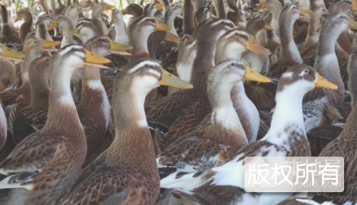 临武麻鸭