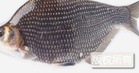 武昌鱼