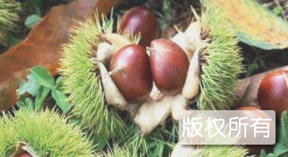 新县板栗