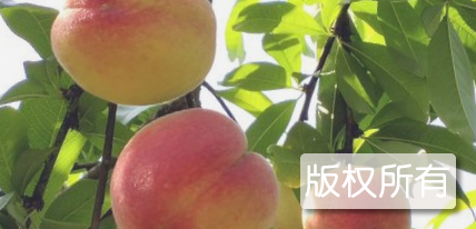 充国香桃