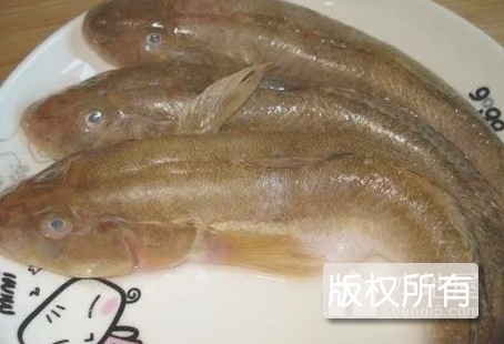 沙光鱼