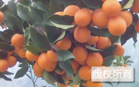 江安夏橙