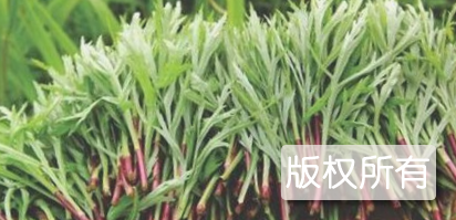 黄金菜