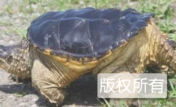 彩鱼龟片