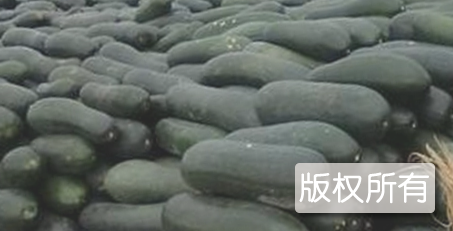 三水黑皮冬瓜