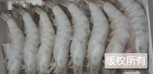 津浦对虾