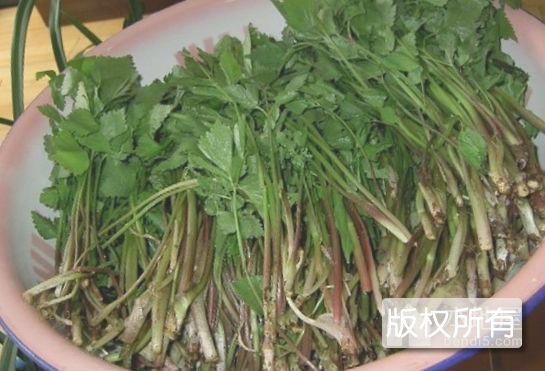 野生的山菜