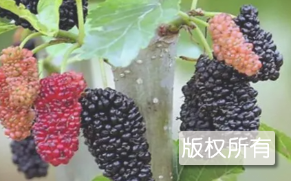 小南沟桑葚