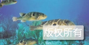 扬中河豚