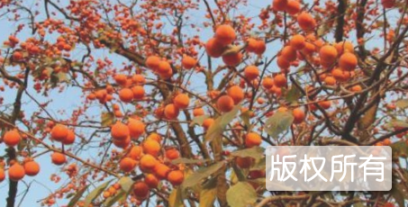 大水头柿子