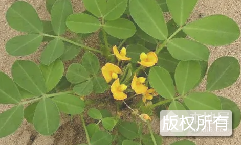 新县花生