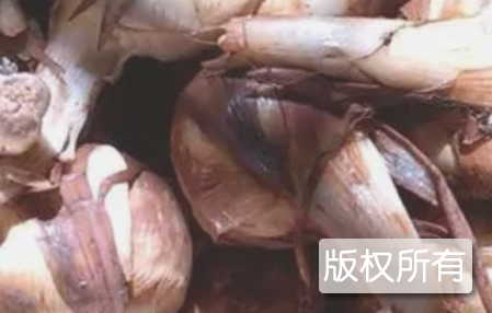 丹灶慈菇