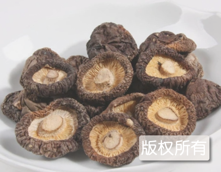香菇菌丝