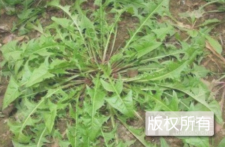 阳高苦菜