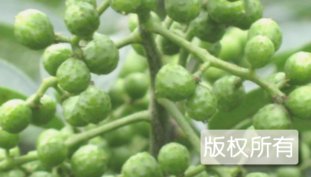 洪雅藤椒