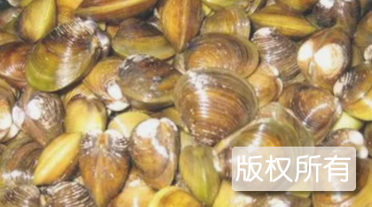 沙蚬