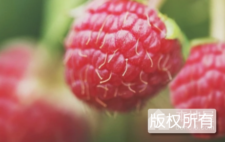 封丘树莓