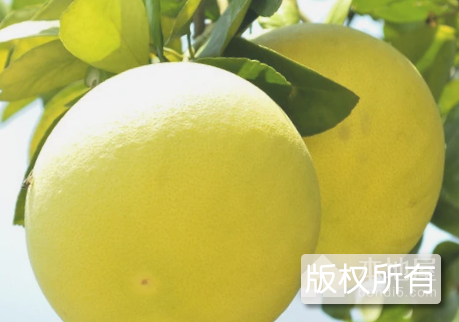 沼山胡柚