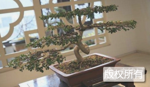 川派盆景盘扎技艺