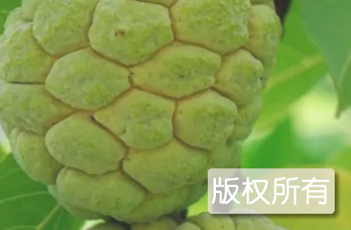 樟林林檎