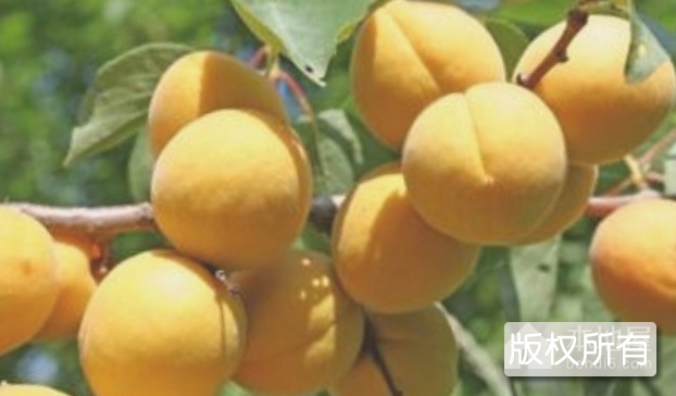 密香杏
