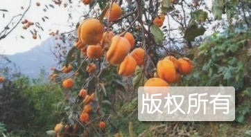 井儿峪大盖柿