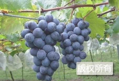 胜台葡萄