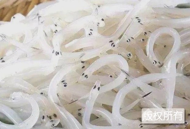 产芝水库大银鱼
