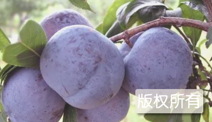 衡山白糖李