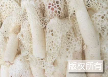 安吉竹荪