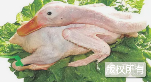 六里游水鸭