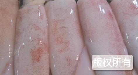 假鱿鱼