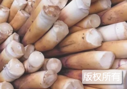 清水苦笋
