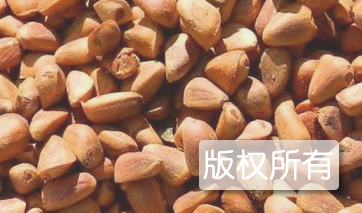 伊春红松籽