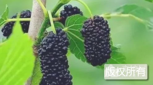 霍城桑葚