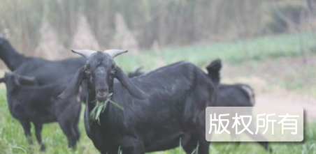 浏阳黑山羊