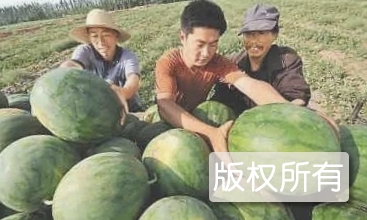 大兆西瓜