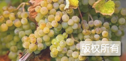 长岗葡萄