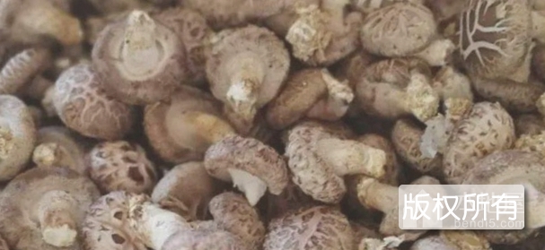 娄烦蘑菇