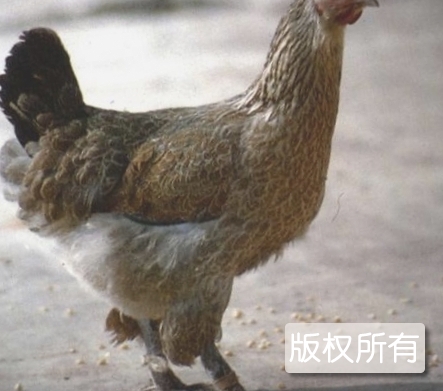 康县太平鸡