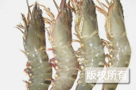 杨家泊对虾