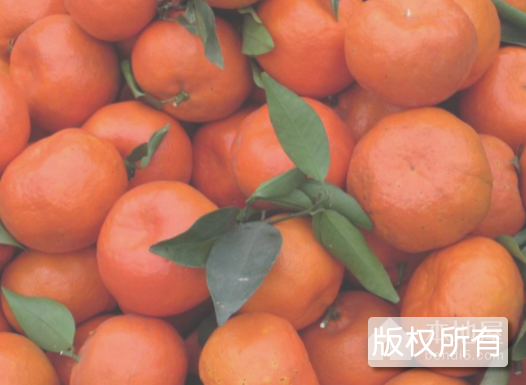 三湖红桔