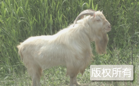 沾化白山羊
