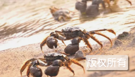 盘锦河蟹