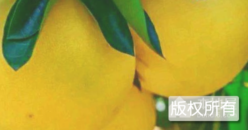 中和柚子