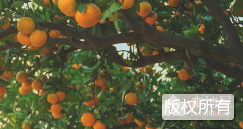 郧县柑桔