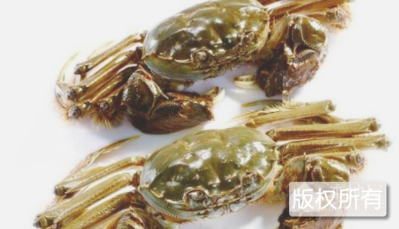 麻大湖毛蟹